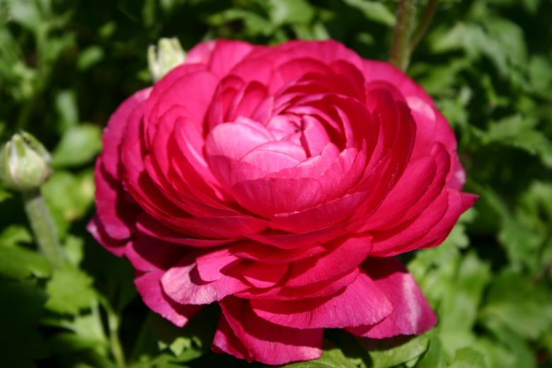 Free stock image of Pink Rose created by Clifford M. Kinsman