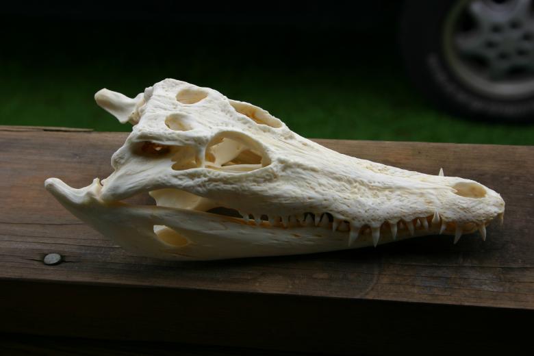 Free stock image of Nile Crocodile Skull created by Clifford M. Kinsman