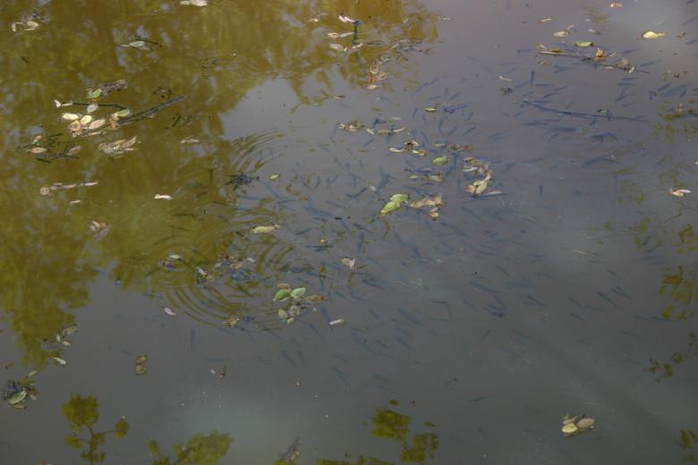 Free stock image of Fish schooling created by Clifford M. Kinsman