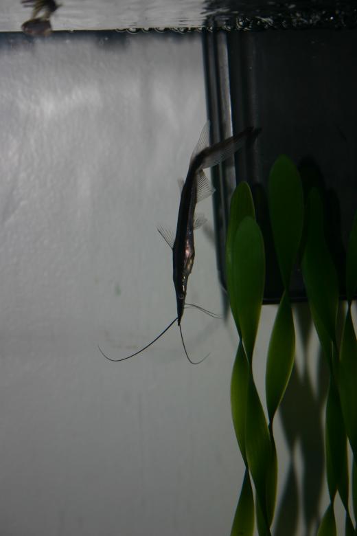 Free stock image of Baby Sorubim lima catfish created by Clifford M. Kinsman