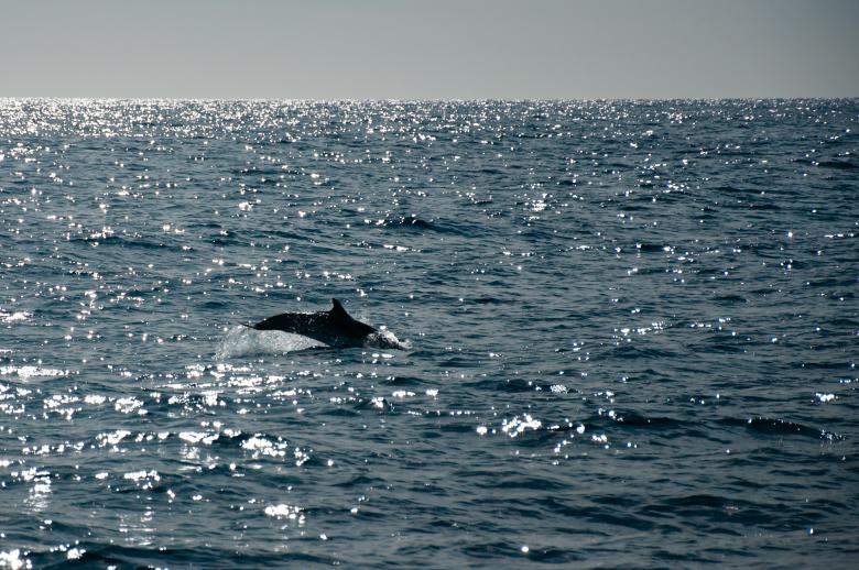 Free stock image of Dolphin jumping in ocean created by Luka