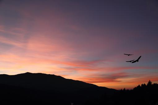 Sunset - Free Stock Photo