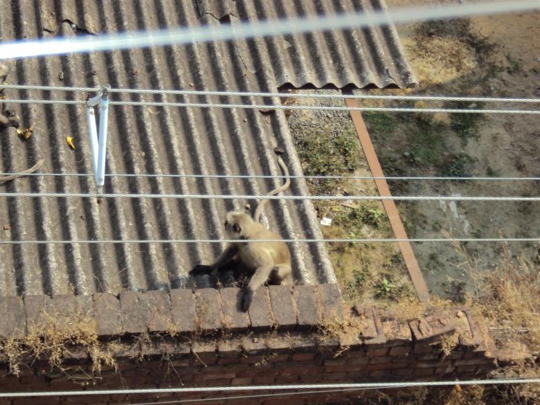 Free stock image of Indian lemur created by sukhdeep singh