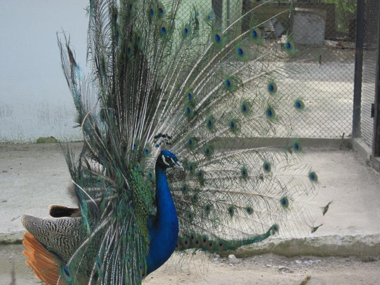 Free stock image of Colorful peacock created by Boris Kyurkchiev