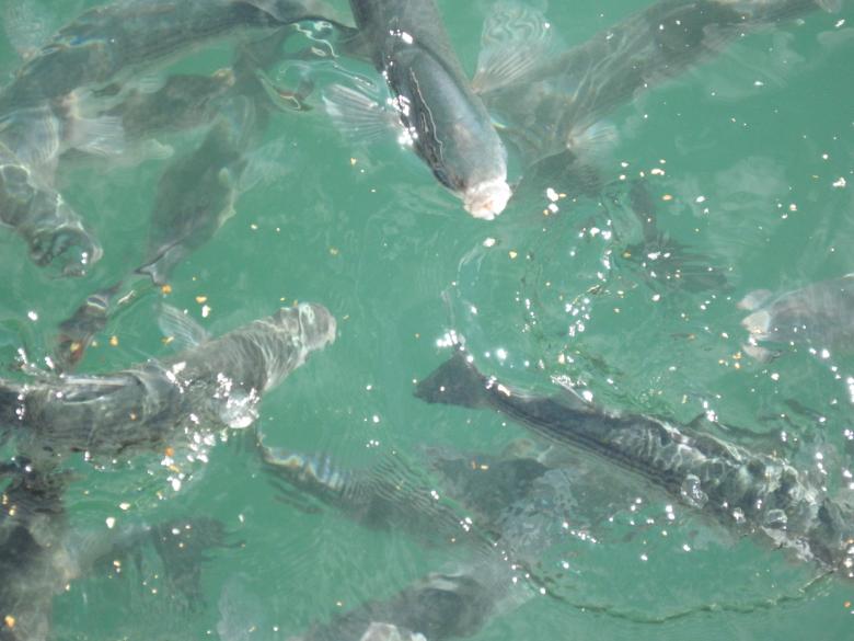 Free stock image of Feeding the harbor fish created by Boris Kyurkchiev