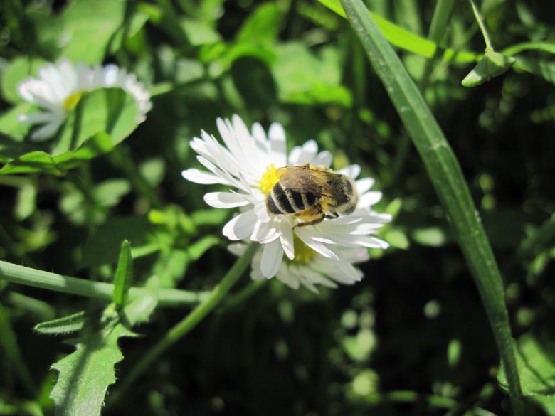Free stock image of Bee on a white flower created by Boris Kyurkchiev