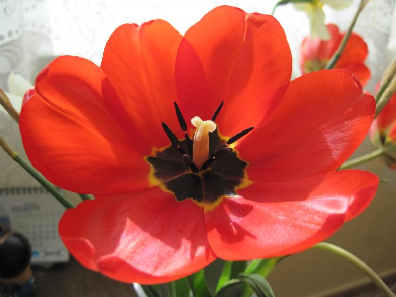 Free stock image of Red blossoming tulip flower created by Boris Kyurkchiev