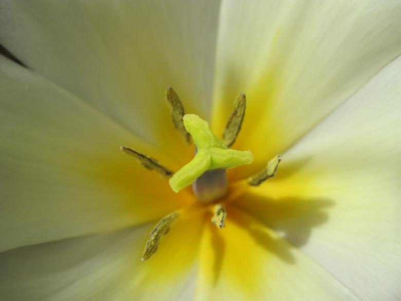 Free stock image of White blossoming tulip flower  created by Boris Kyurkchiev