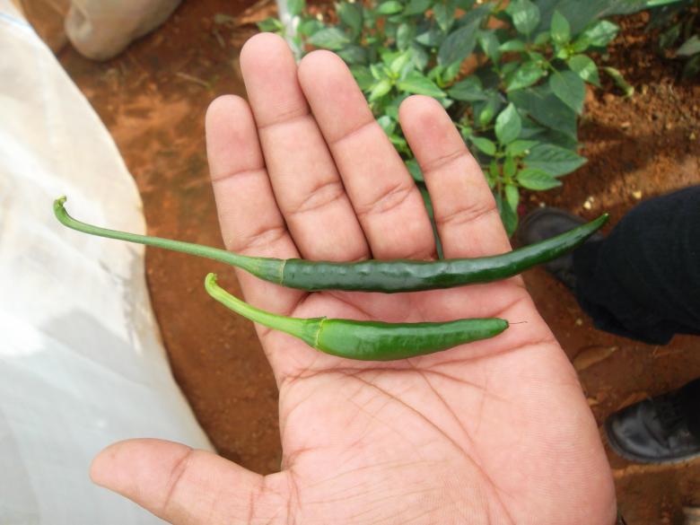 Free stock image of Chili created by rama subbaiah sepuri