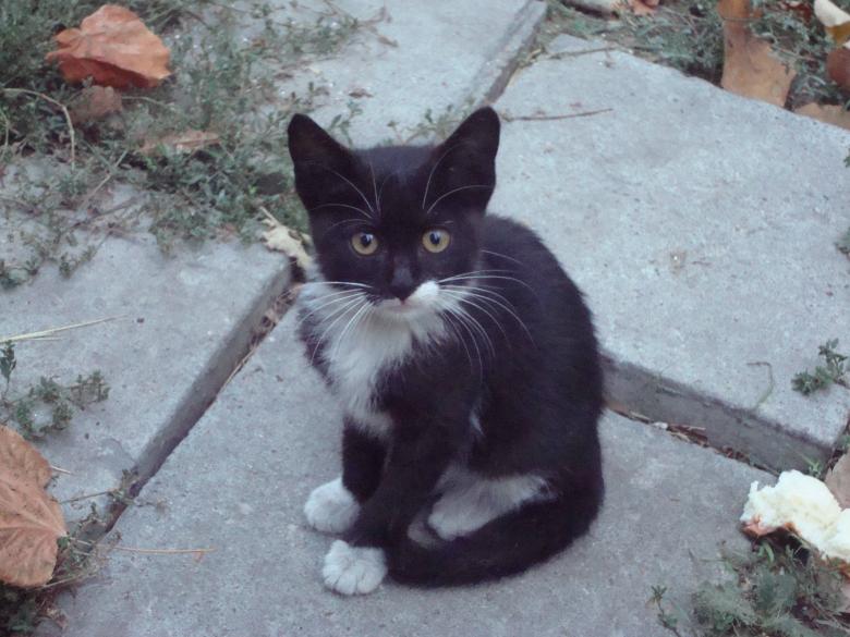 Free stock image of Little black and white kitten created by Boris Kyurkchiev
