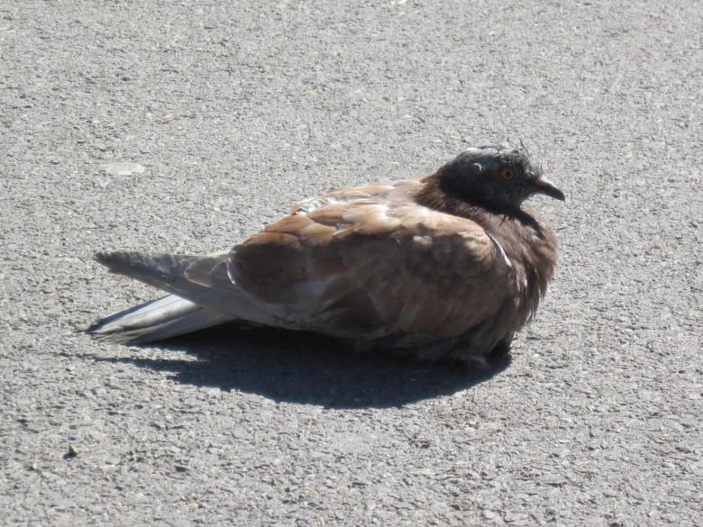 Free stock image of Resting pigeon created by Boris Kyurkchiev