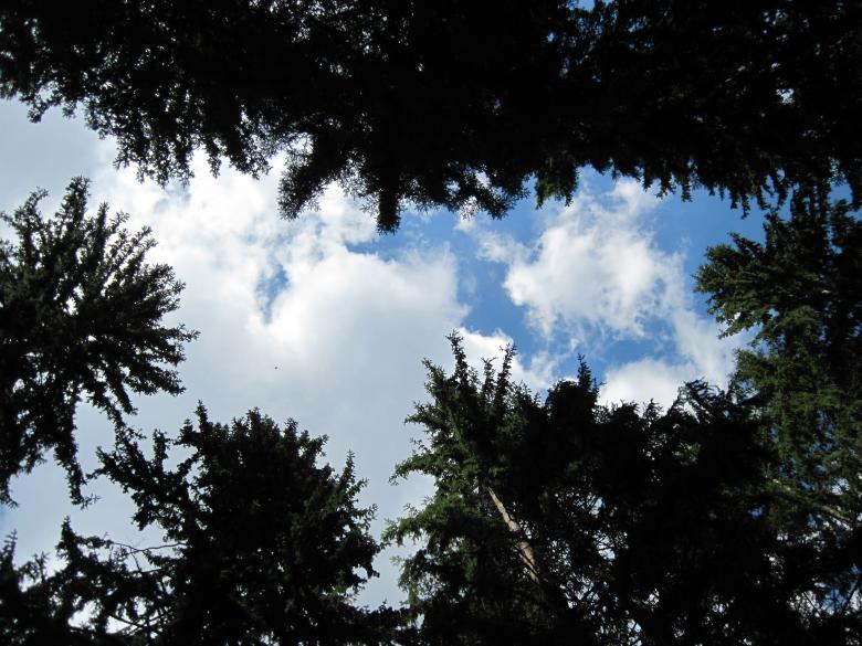 Free stock image of Sky and clouds through tree tops created by Boris Kyurkchiev
