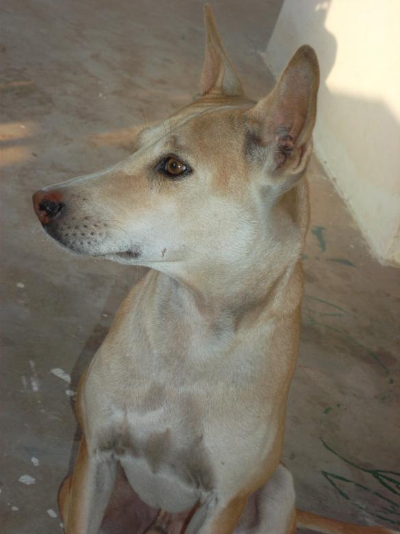 Free stock image of My pet dog created by rama subbaiah sepuri