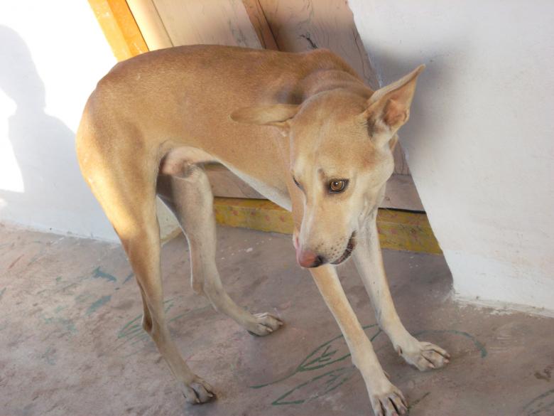 Free stock image of My pet dog created by rama subbaiah sepuri