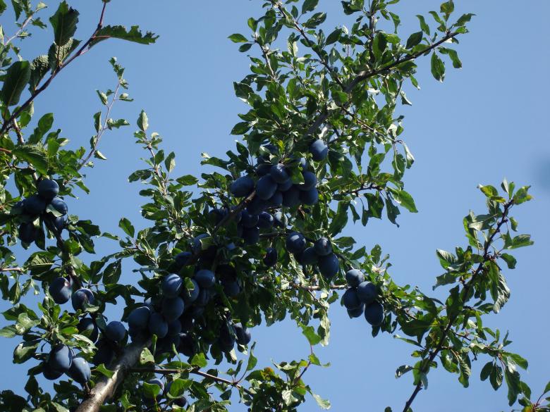 Free stock image of Plums on a tree created by Boris Kyurkchiev