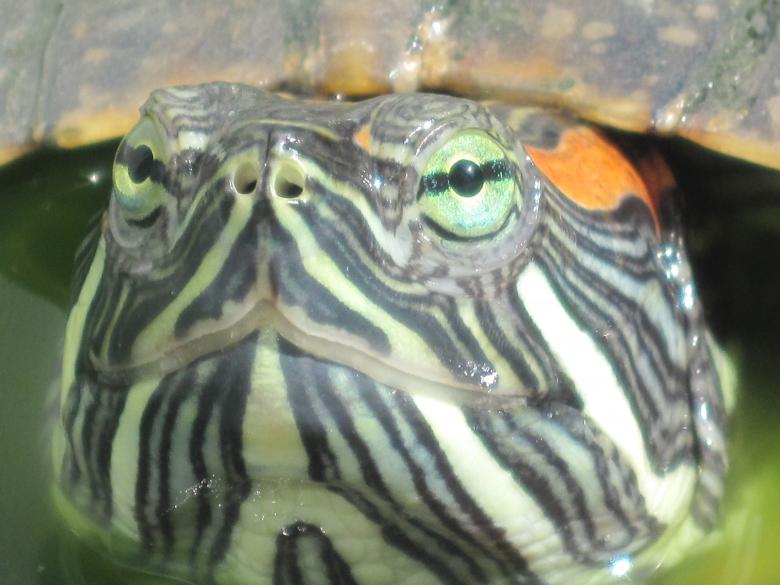 Free stock image of Turtle close-up created by Boris Kyurkchiev