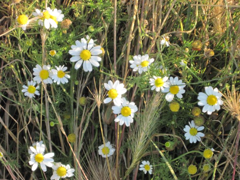 Free stock image of Little daisy flowers created by Boris Kyurkchiev