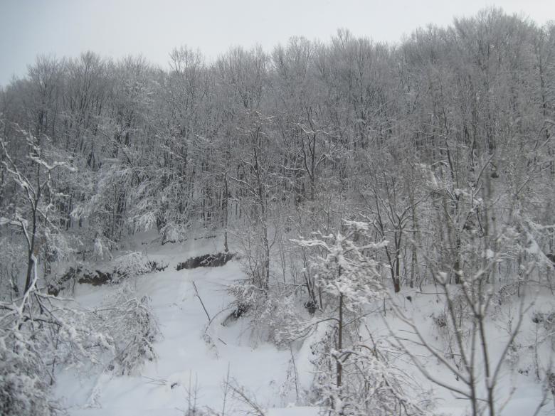 Free stock image of Snowy winter forest created by Boris Kyurkchiev