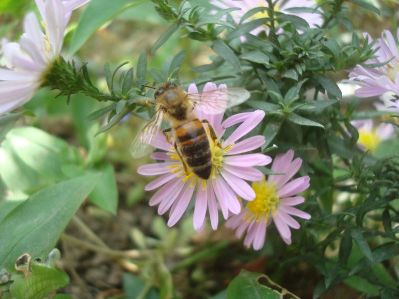 Free stock image of Bee on a purple flower created by Boris Kyurkchiev