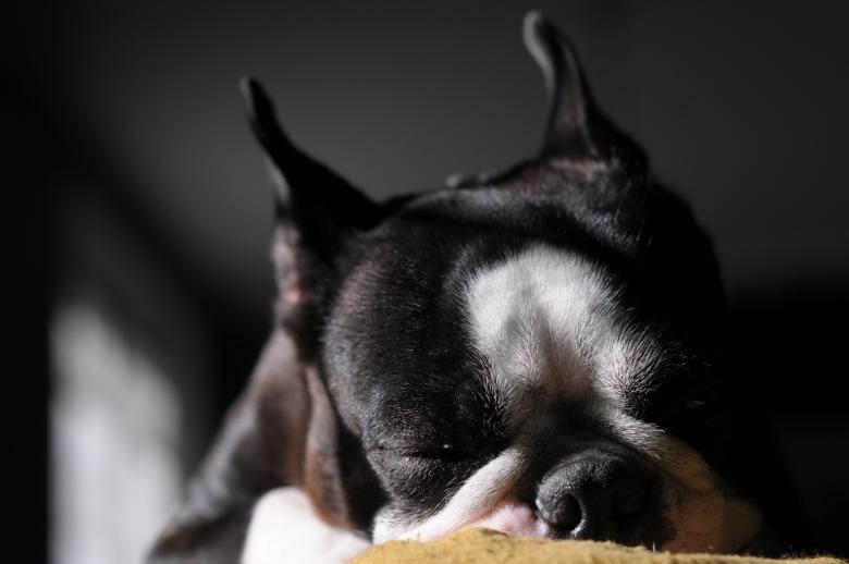 Free stock image of Dolce dorimre created by mazzynga