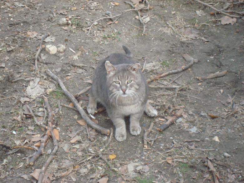 Free stock image of Playful street cat created by Boris Kyurkchiev