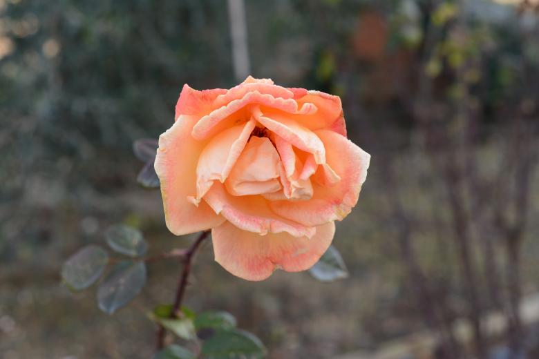 Free stock image of Rosa arancione created by mazzynga