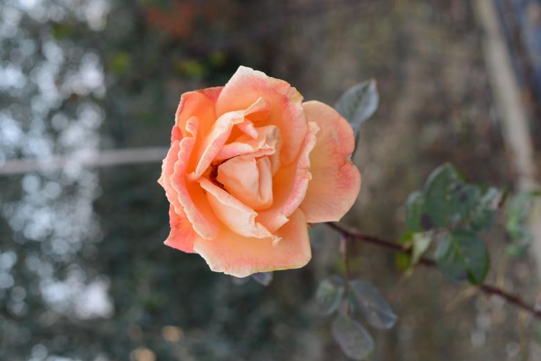 Free stock image of Rosa arancione created by mazzynga