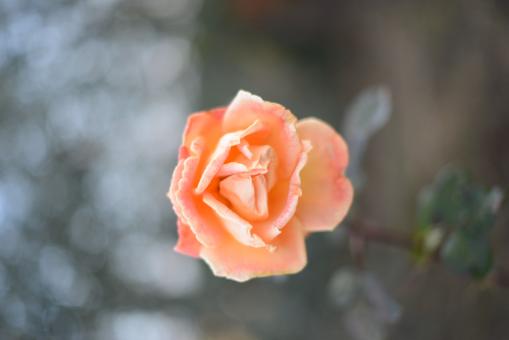 Rosa arancione - Free Stock Photo