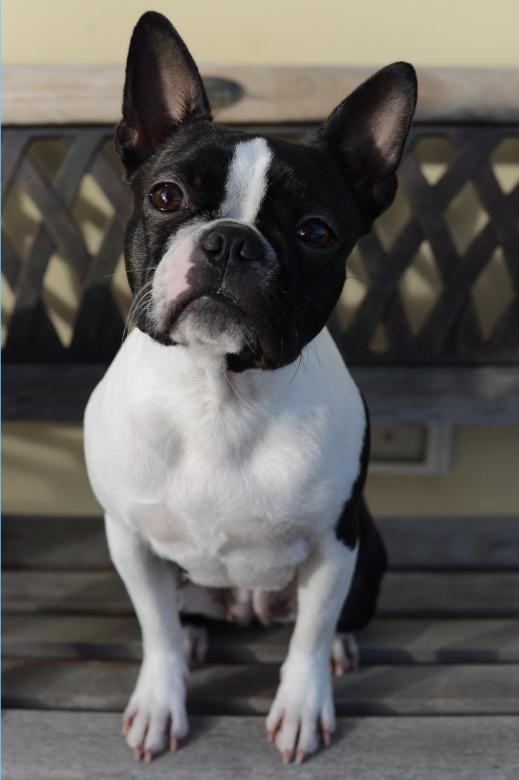 Free stock image of Margot created by mazzynga