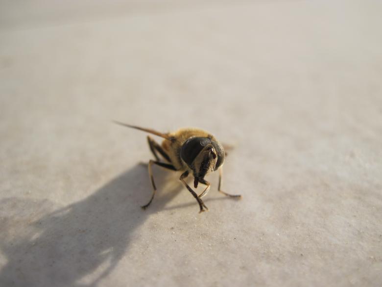 Free stock image of Fly macro created by Boris Kyurkchiev