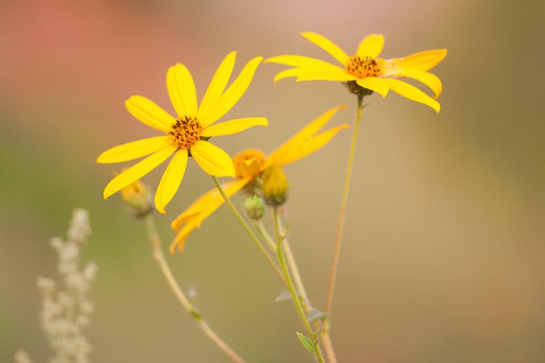 Free stock image of wild flowers created by 2happy