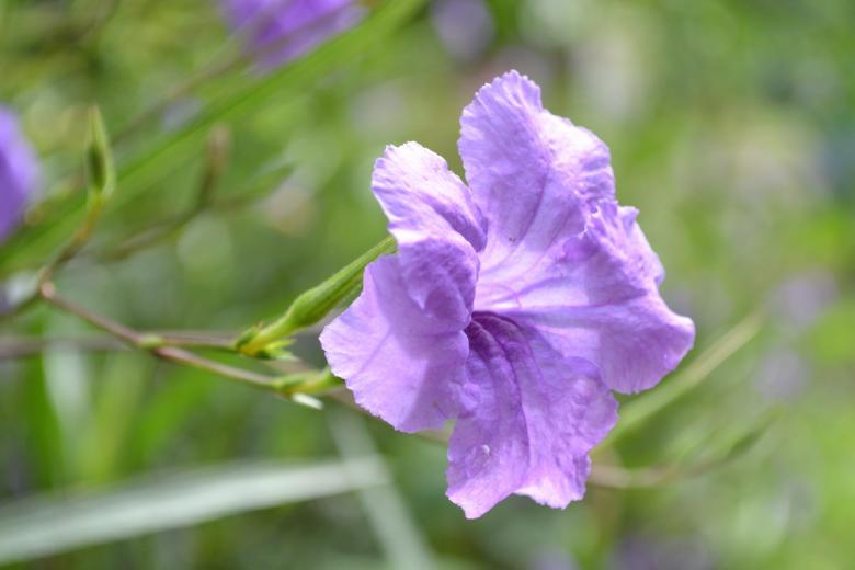 Free stock image of Beautiful Purple Flower created by Ryan Jhoe