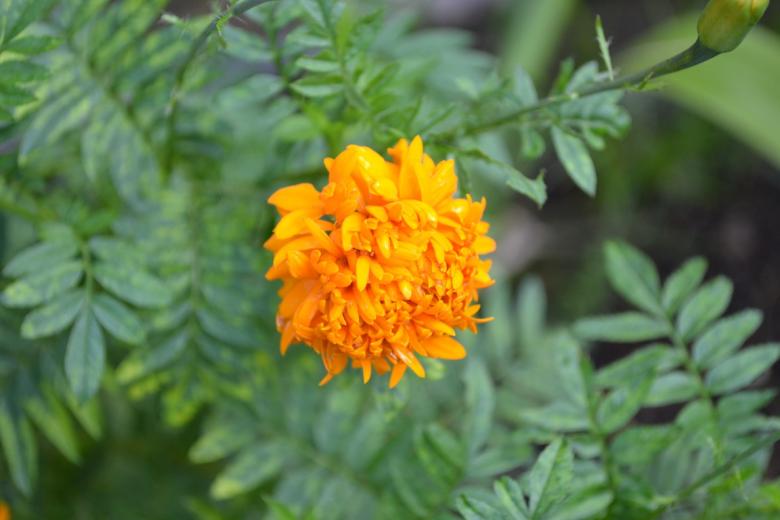 Free stock image of Orange Flower created by Ryan Jhoe