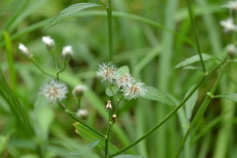 Free stock image of Tiny Dandelions created by Ryan Jhoe