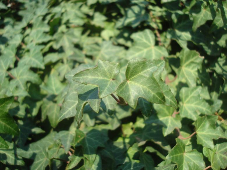 Free stock image of Ivy plant created by Boris Kyurkchiev