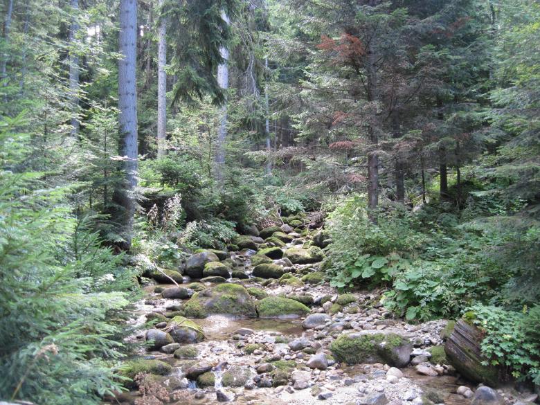 Free stock image of Mountain creek created by Boris Kyurkchiev
