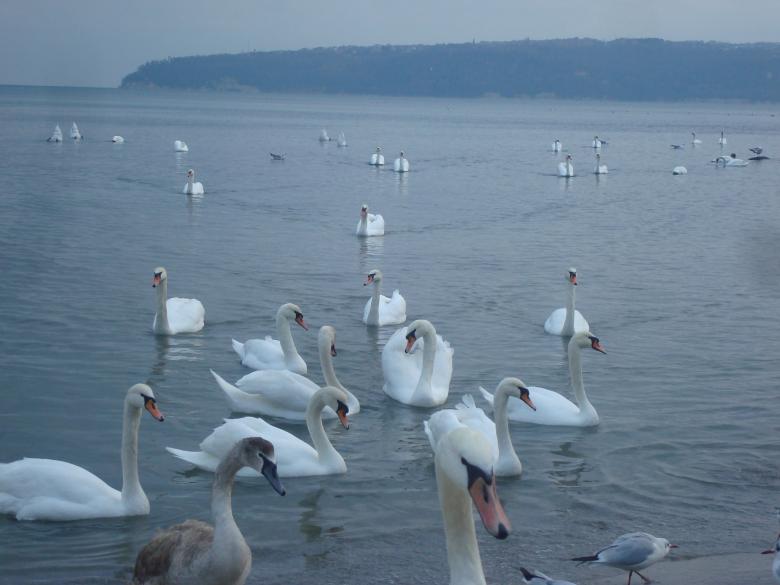 Free stock image of Swans at the Black Sea cost created by Boris Kyurkchiev