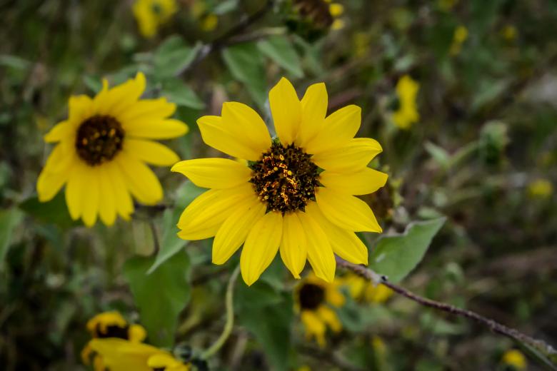 Free stock image of Mexican Flora created by Ezequiel Bruni