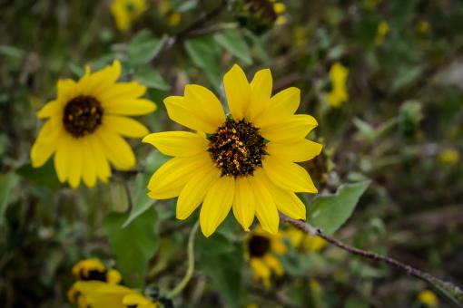 Mexican Flora - Free Stock Photo