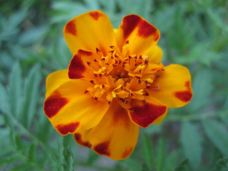 Free stock image of Beautiful flower macro created by Boris Kyurkchiev