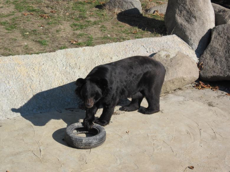 Free stock image of Bear playing with tire created by Boris Kyurkchiev