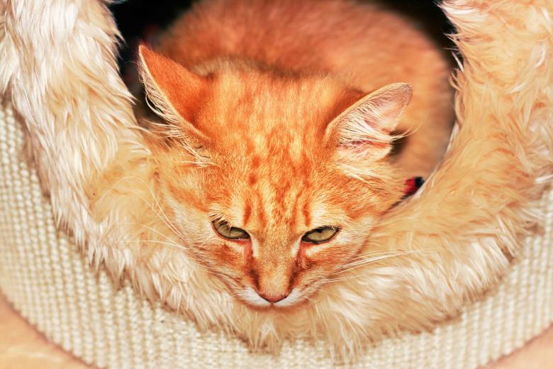 Free stock image of Orange cat created by 2happy