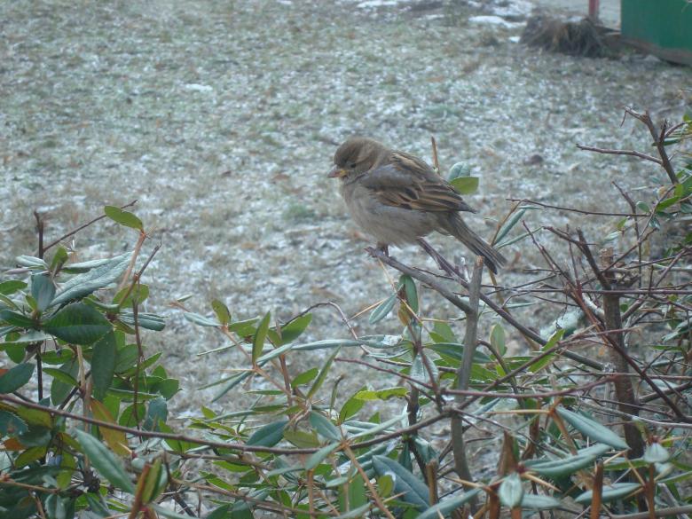Free stock image of Urban sparrow created by Boris Kyurkchiev