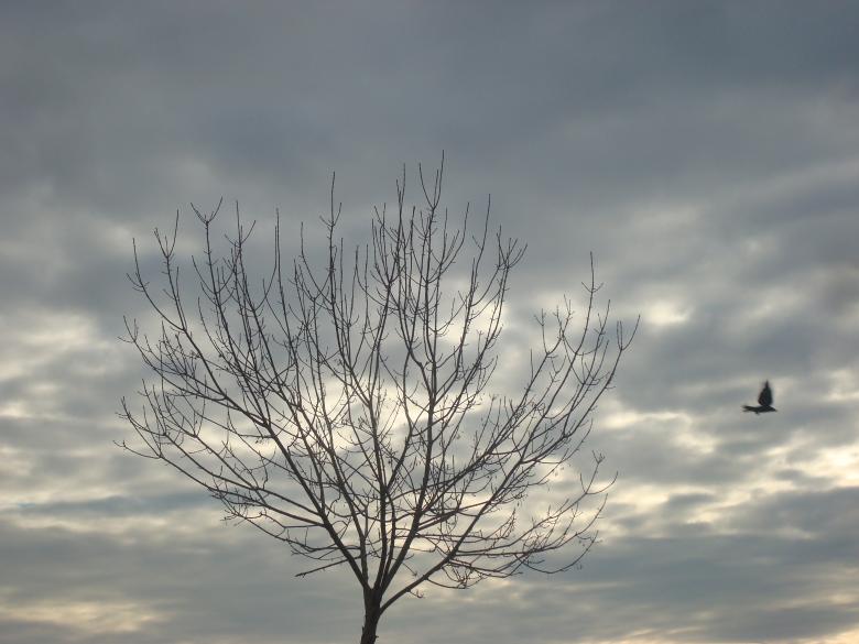 Free stock image of Lonely tree created by Boris Kyurkchiev