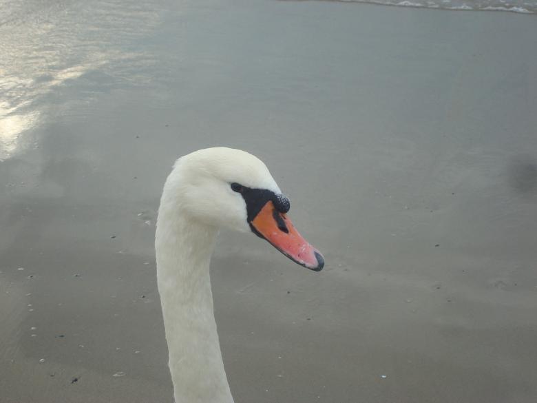 Free stock image of Swan created by Boris Kyurkchiev