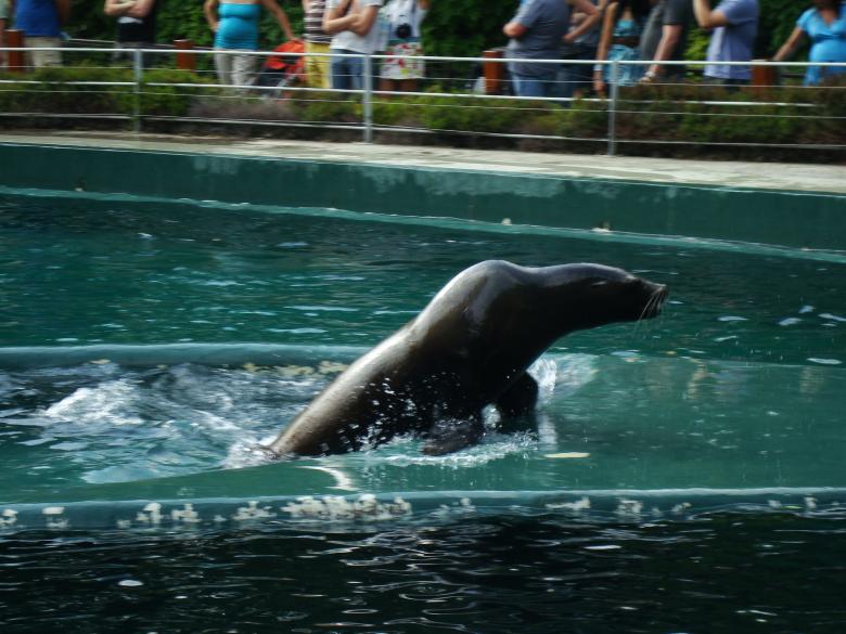 Free stock image of Sea lion show created by Boris Kyurkchiev