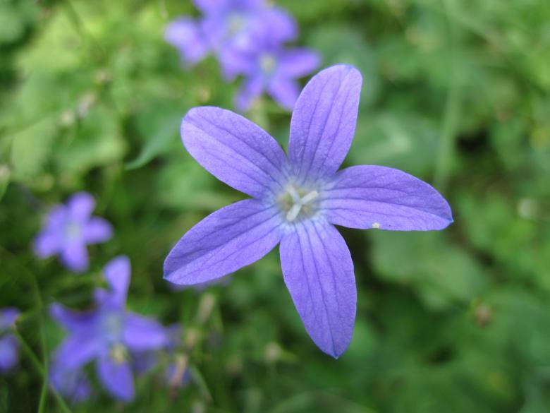 Free stock image of Violet flowers created by Boris Kyurkchiev