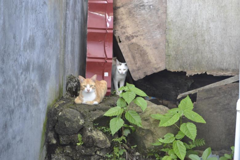 Free stock image of Cats playing created by Ryan Jhoe