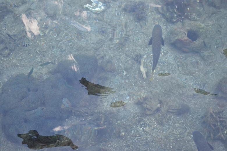 Free stock image of Fish and Ocean created by Ryan Jhoe