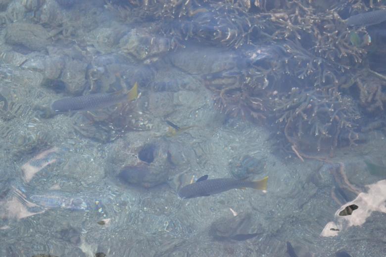 Free stock image of Fish and Ocean 2 created by Ryan Jhoe